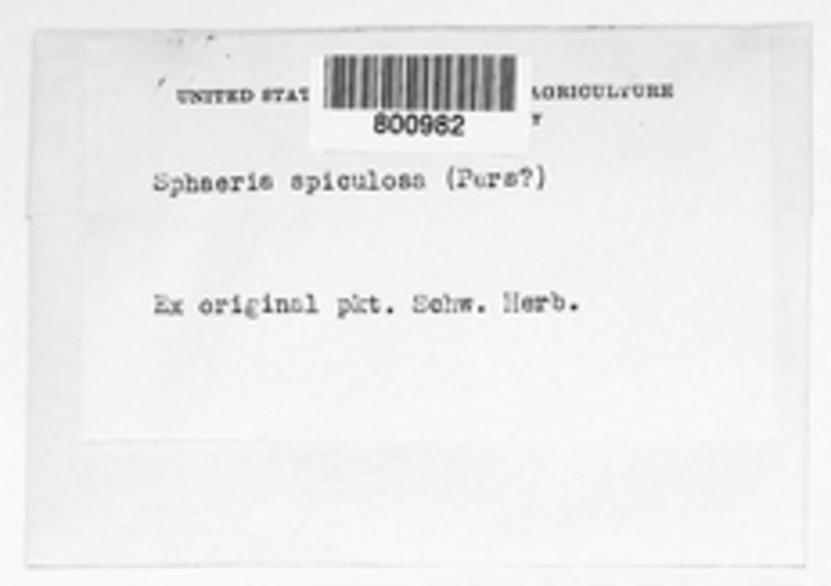 Diaporthe spiculosa image